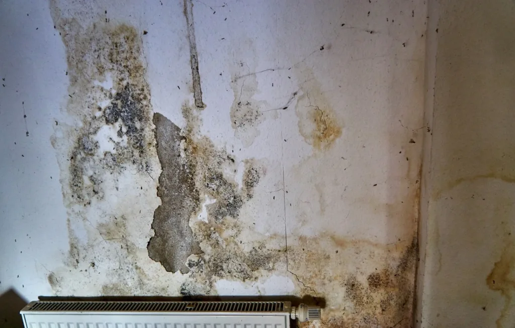Moisissures et décollement d'enduit sur un mur intérieur de cave touché par l’humidité.