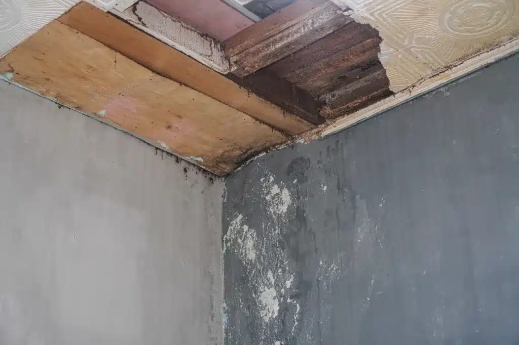 Coin de plafond partiellement arraché révélant une importante quantité de moisissure.